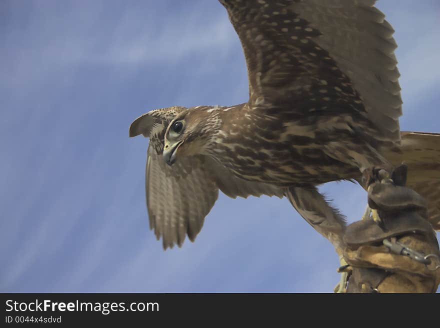 Falcon in flight with a blue sky