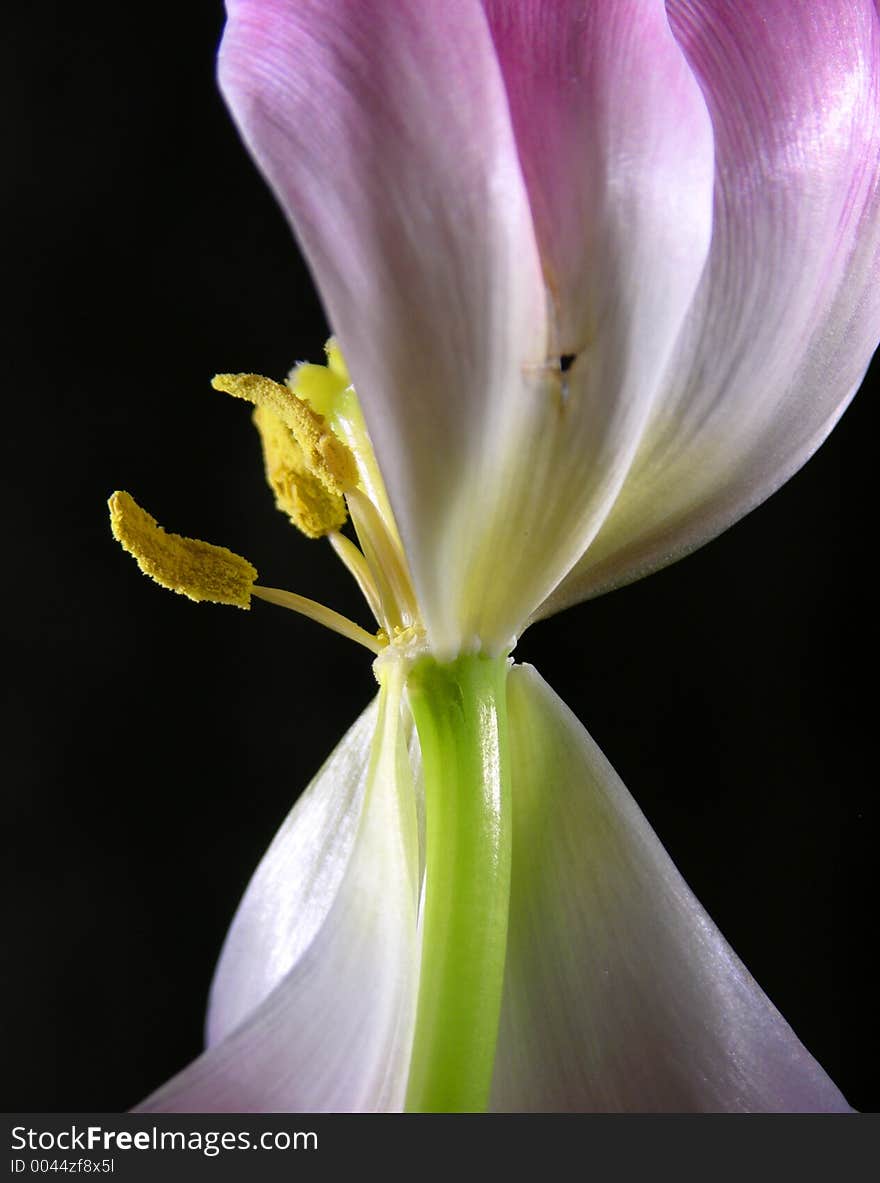 Tulip