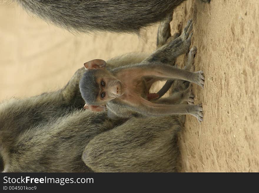 Baboon infant