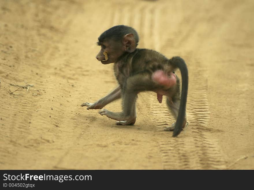 Baboon infant