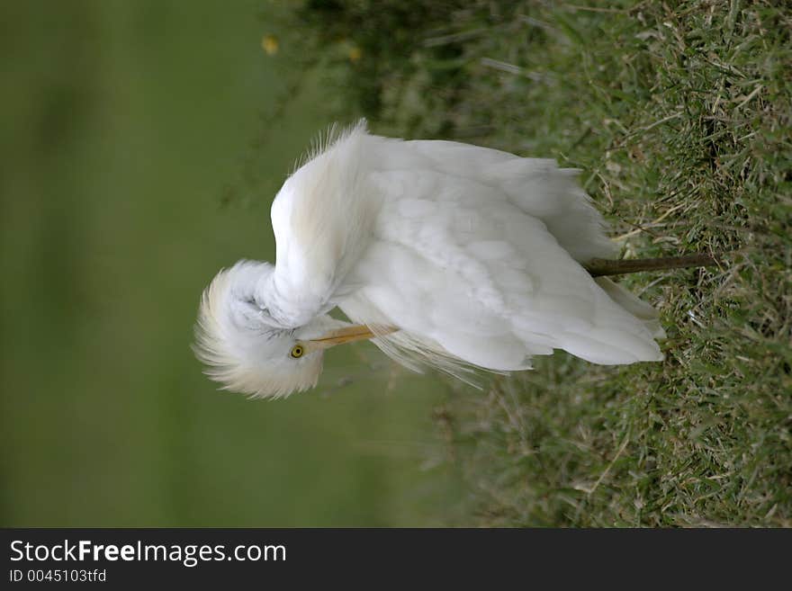 Cattle Egret