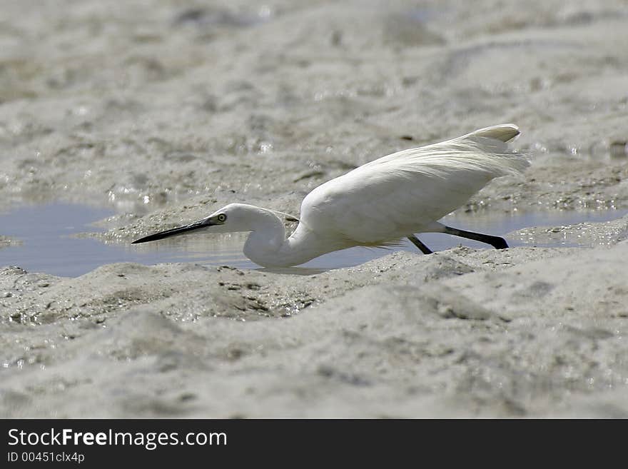 Egret fishing