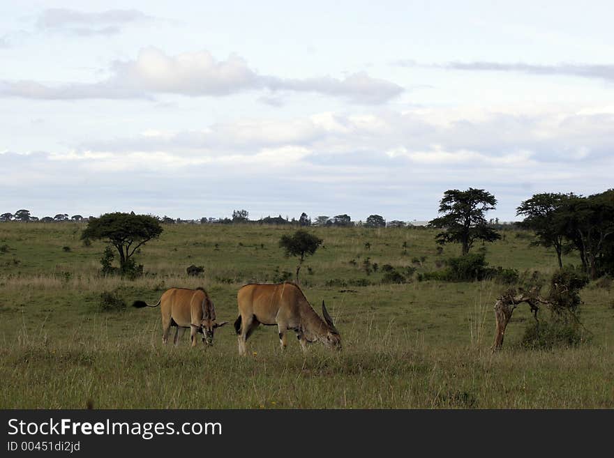 Eland antelopes