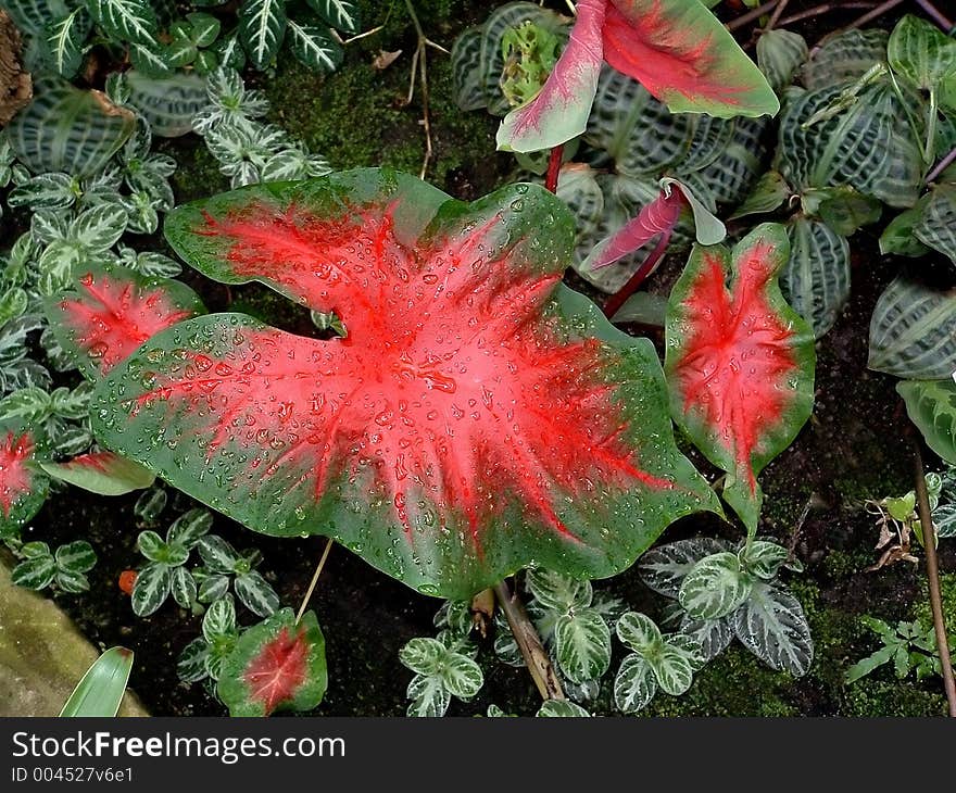 Large red and green leaves with drops of water. Large red and green leaves with drops of water