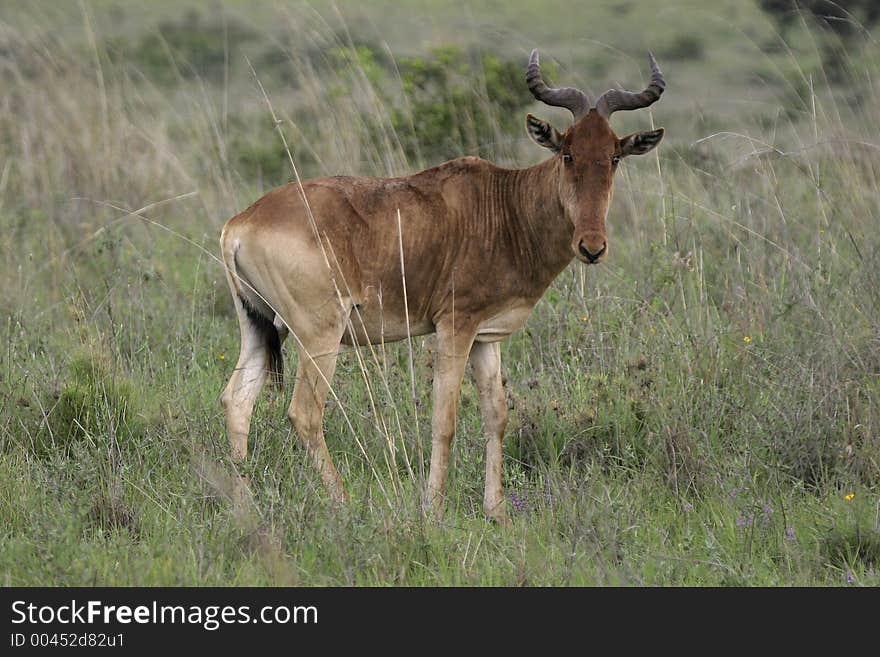 Hartebeest