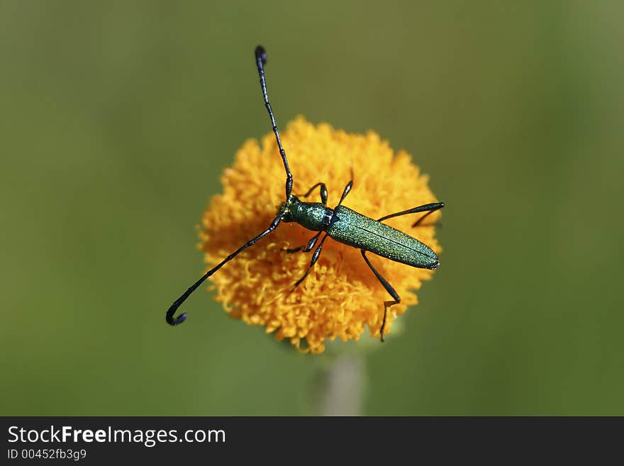 Flower Beetle