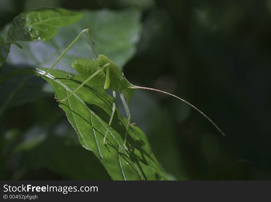 Katydid perching on leaf in rainforest