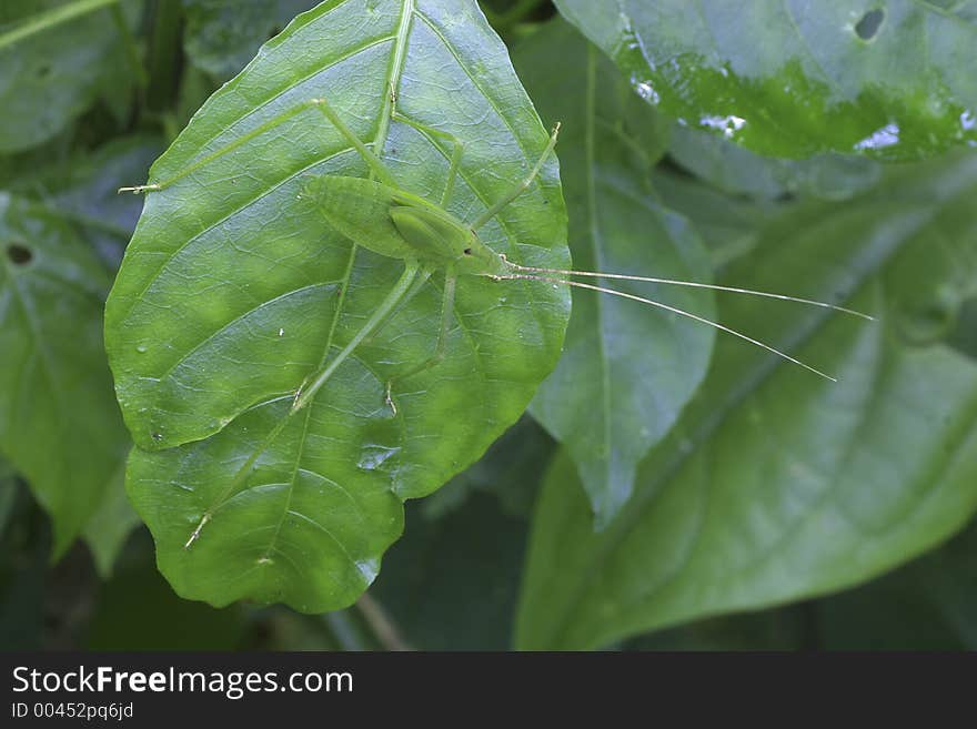 Katydid perching on leaf