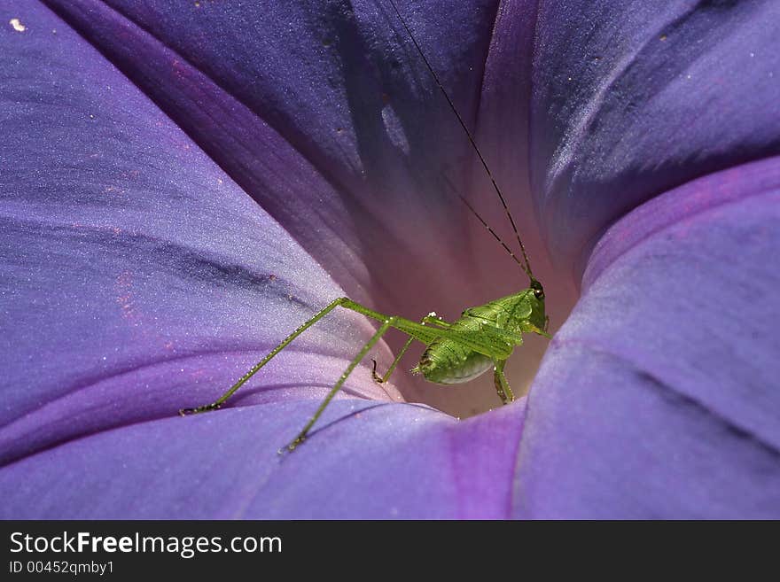 Katydid