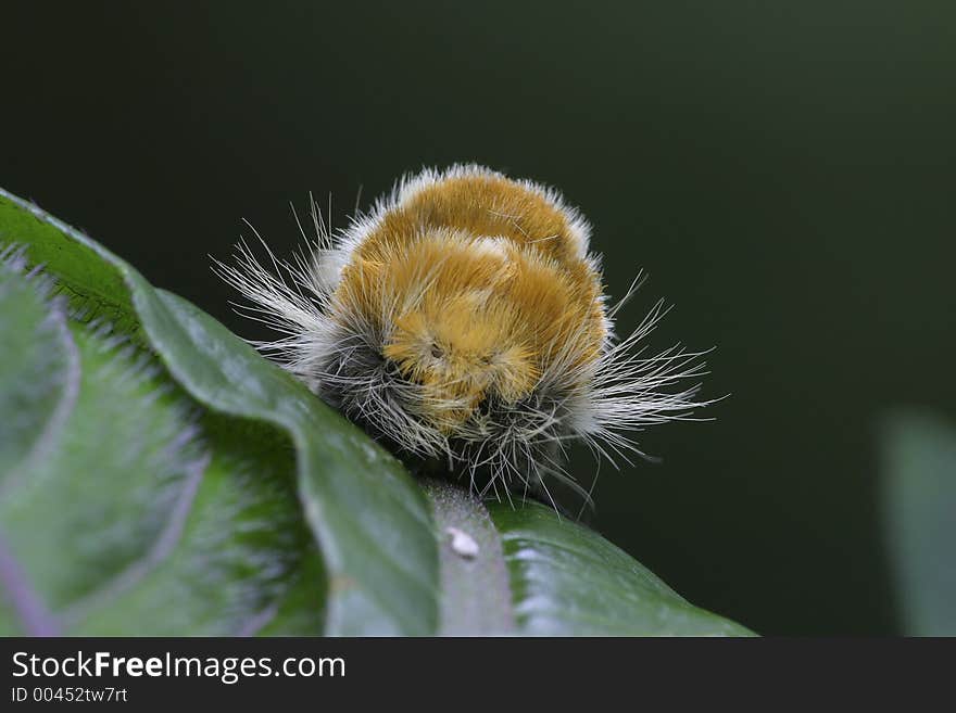 Portrait of Hairy Tropical Moth