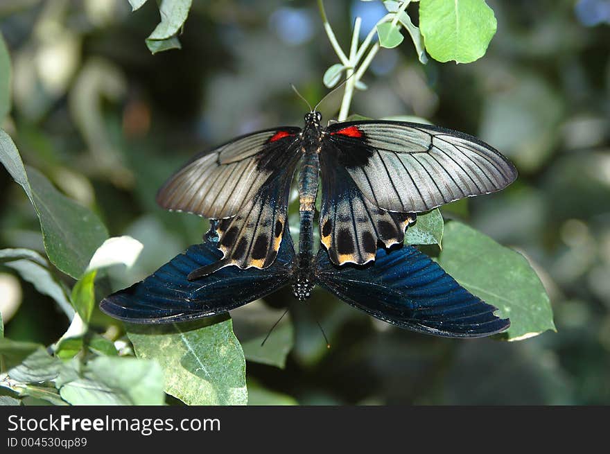 Mating of large mormon (papilio memnon) 2