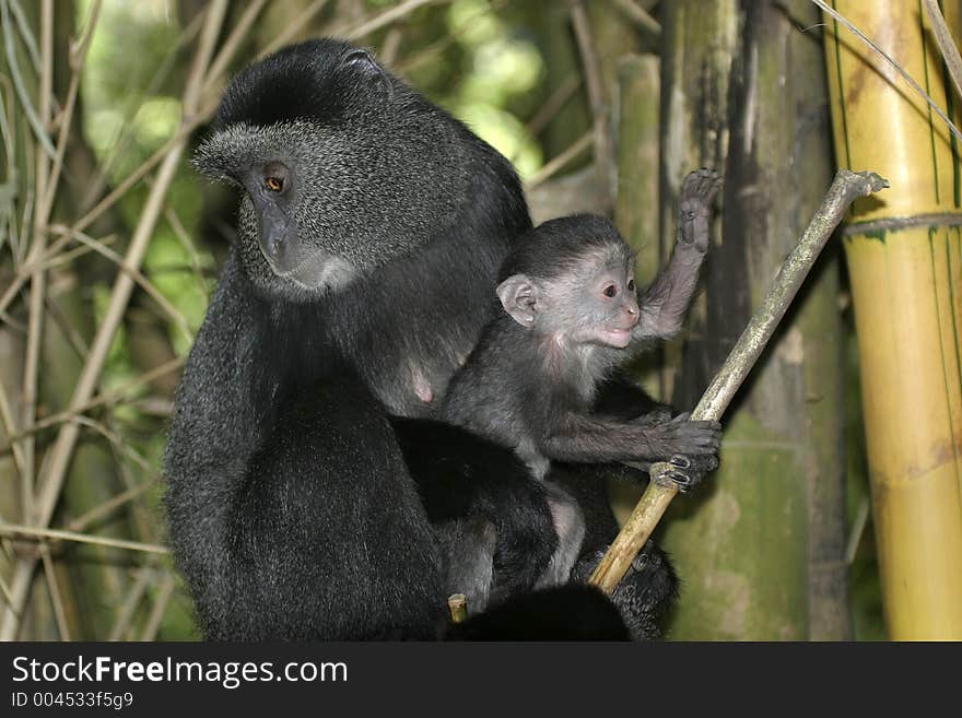 Monkey Mother And Infant