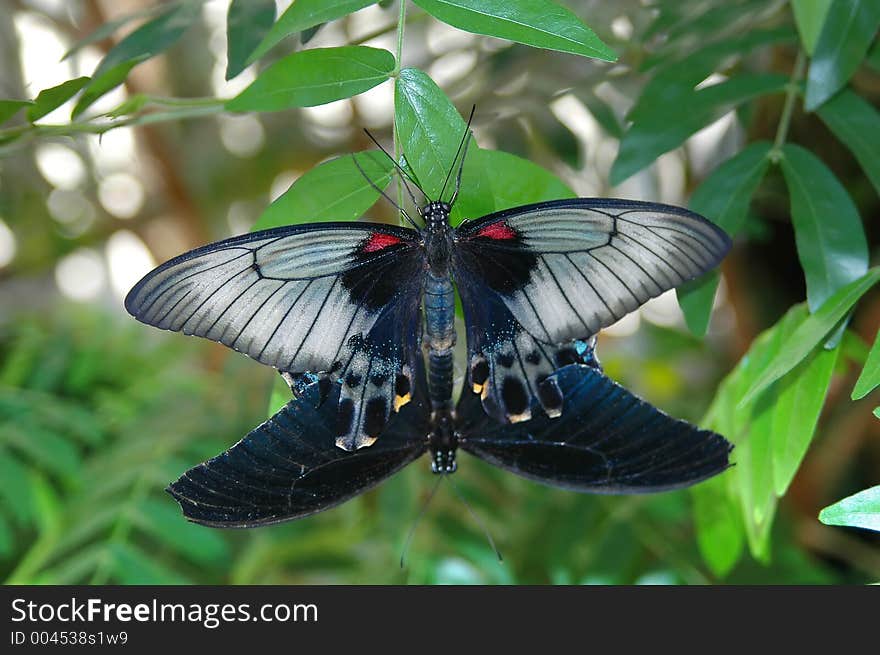 Mating Of Large Mormon (papilio Memnon)