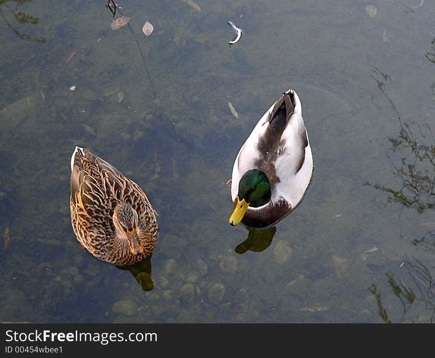 Two ducks swimming in a lake