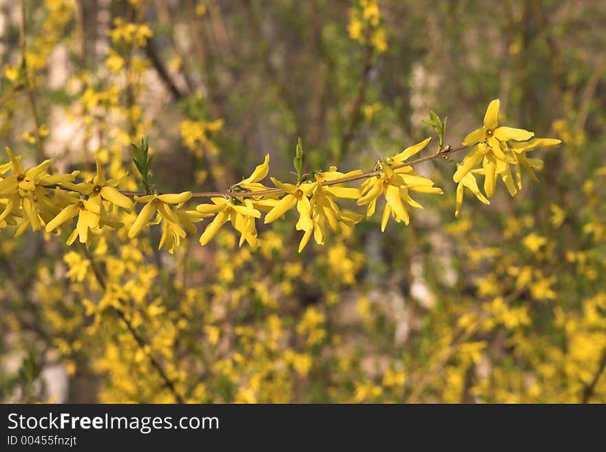 Yellow bloom