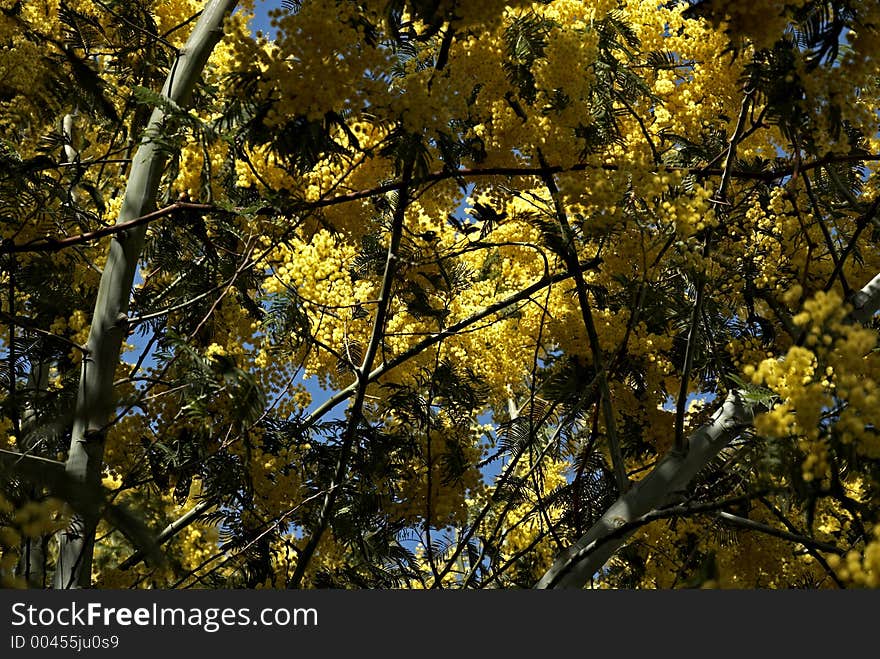 Yellow blossoms in the spring