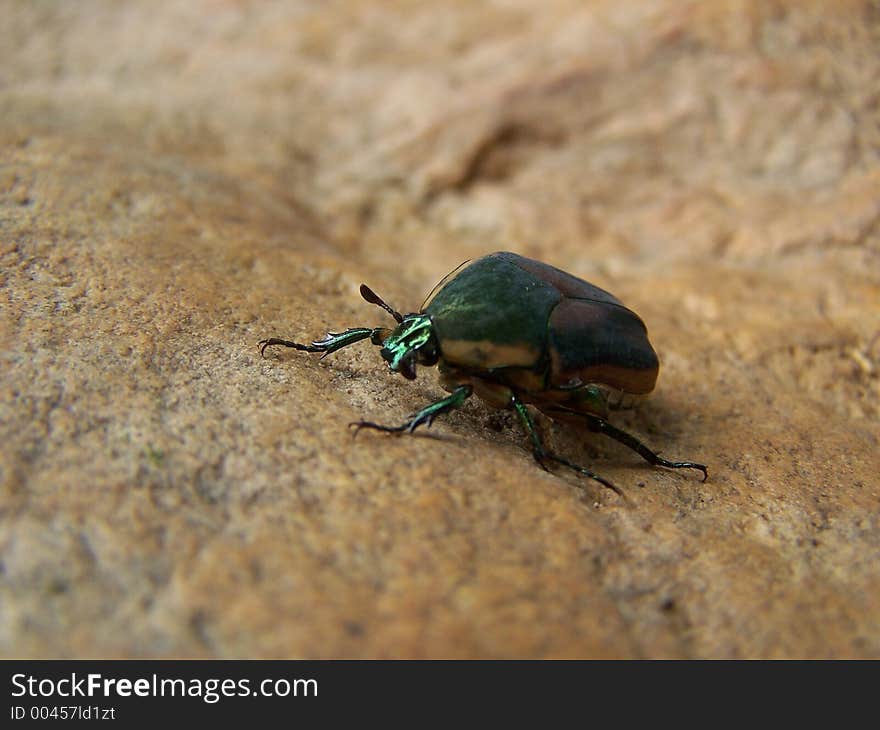 Green bug