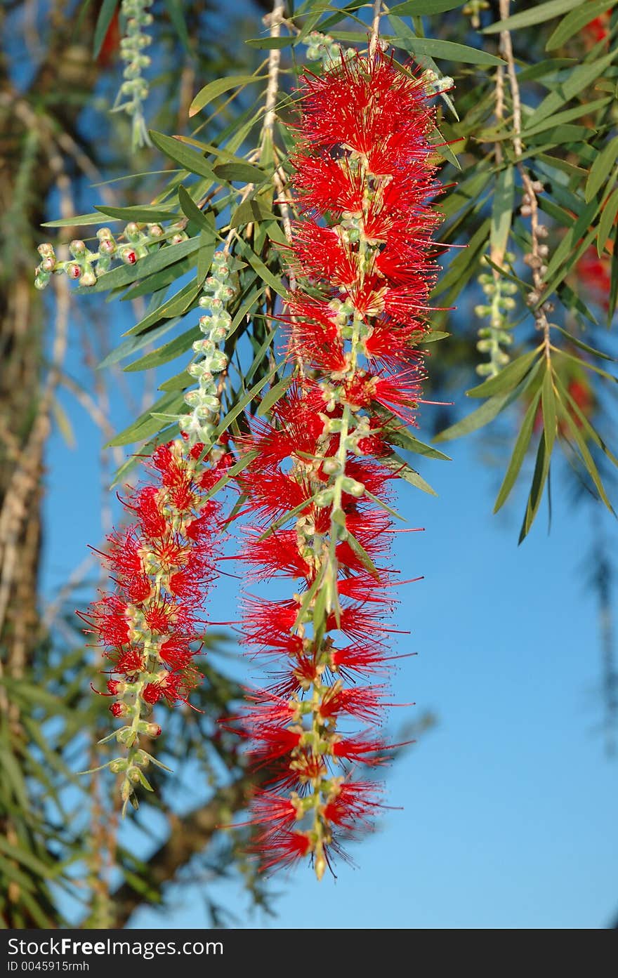 Bottle Brush Bush