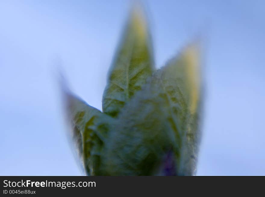 Abstract budding leaf