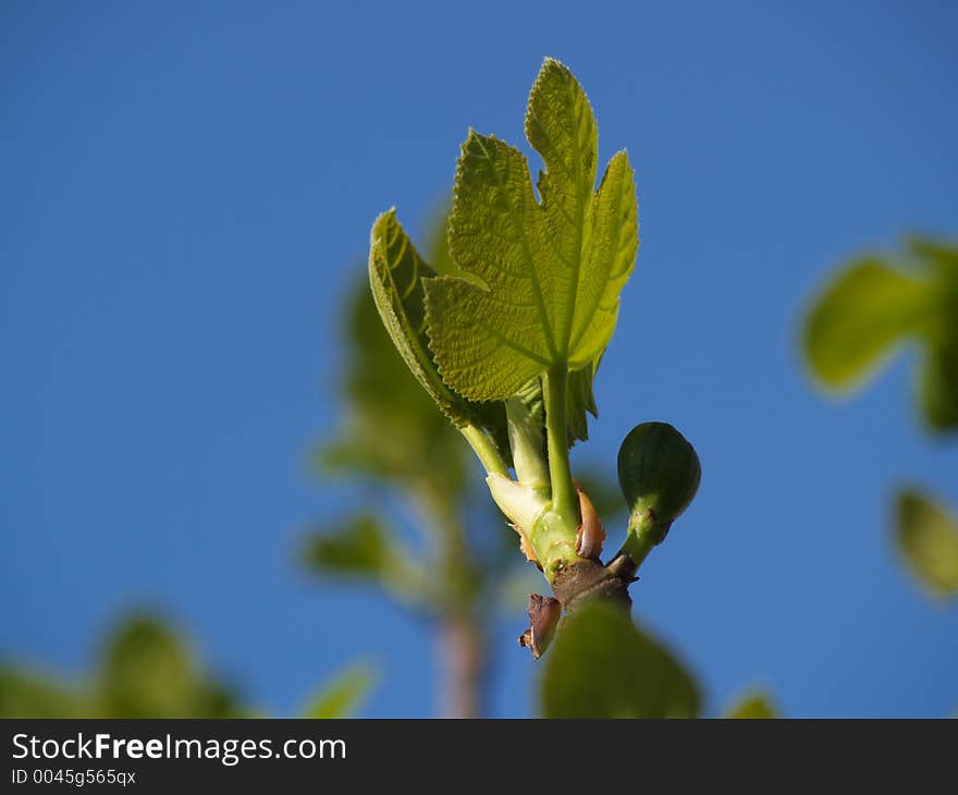 Fig tree's branch in spring