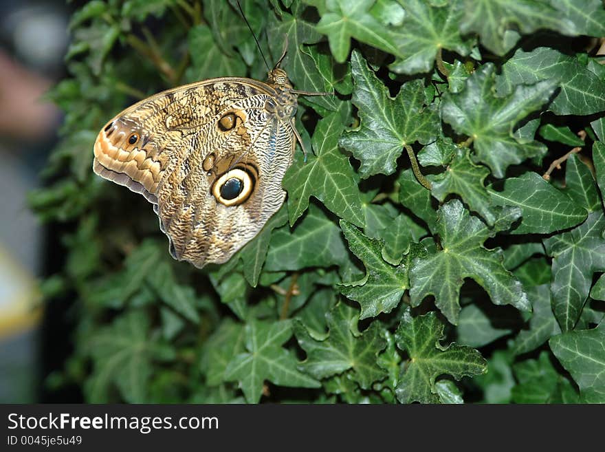 Butterfly-owl (caligo eurilochus) on leaf close-up. Butterfly-owl (caligo eurilochus) on leaf close-up