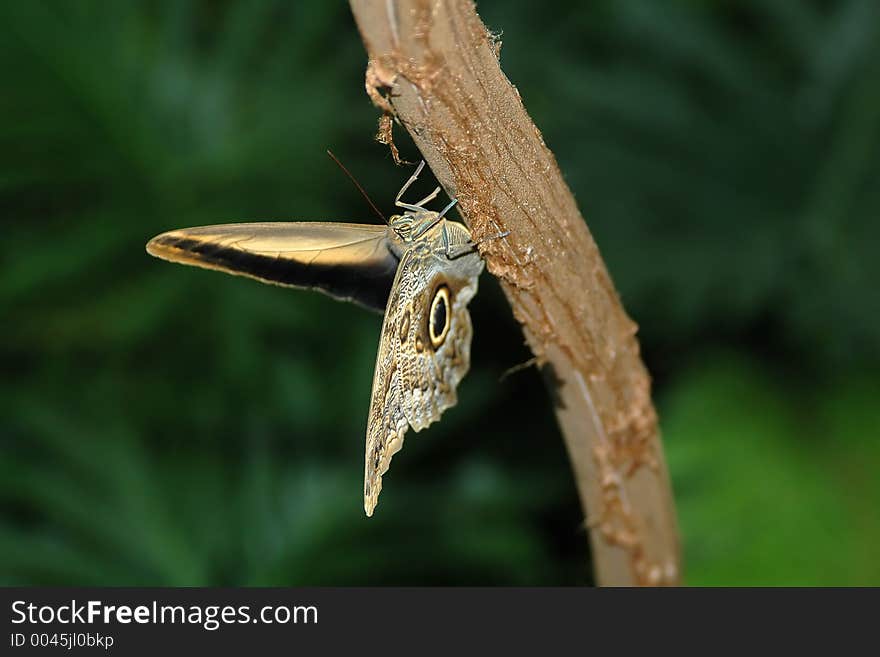 Butterfly-owl  (caligo Eurilochus) On Tree