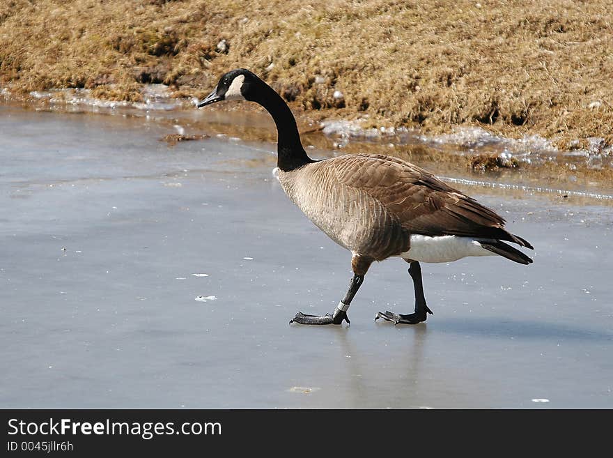 Goose on ice close-up