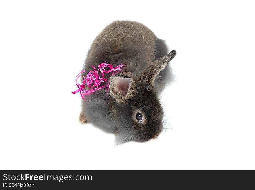 Lion rabbit gift close-up