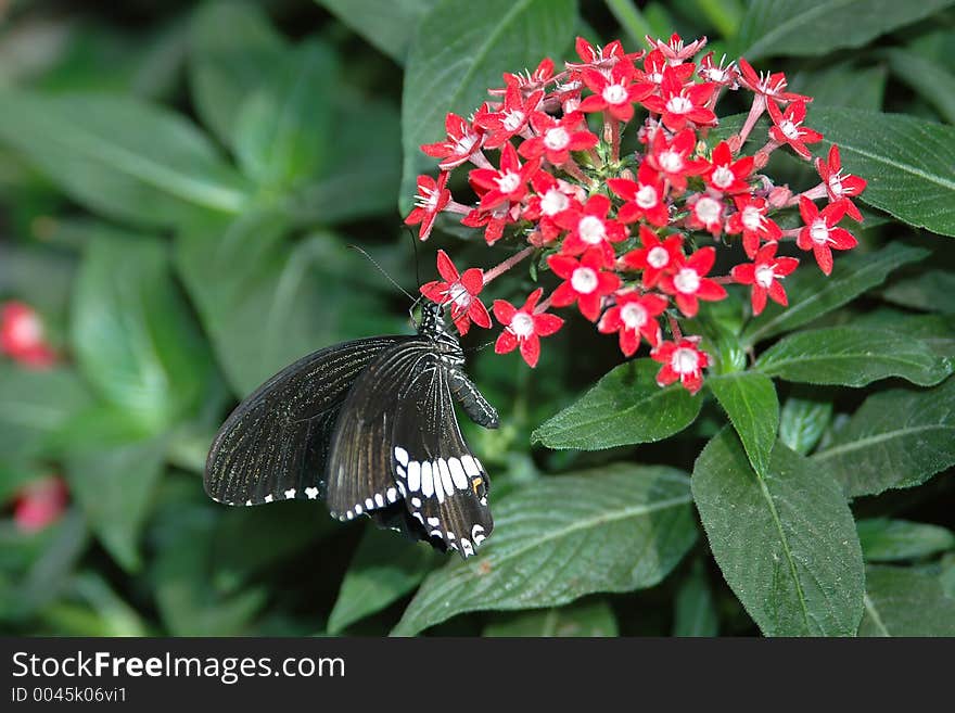 Mormon sailing ship (papilio polytes) on red flowers