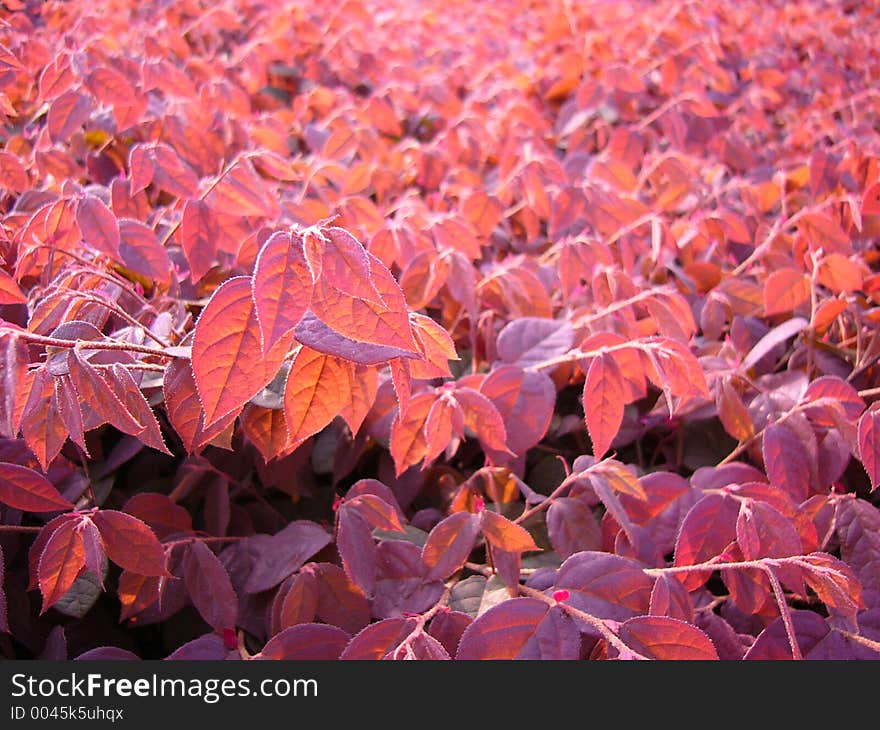 Red leaves in sunset