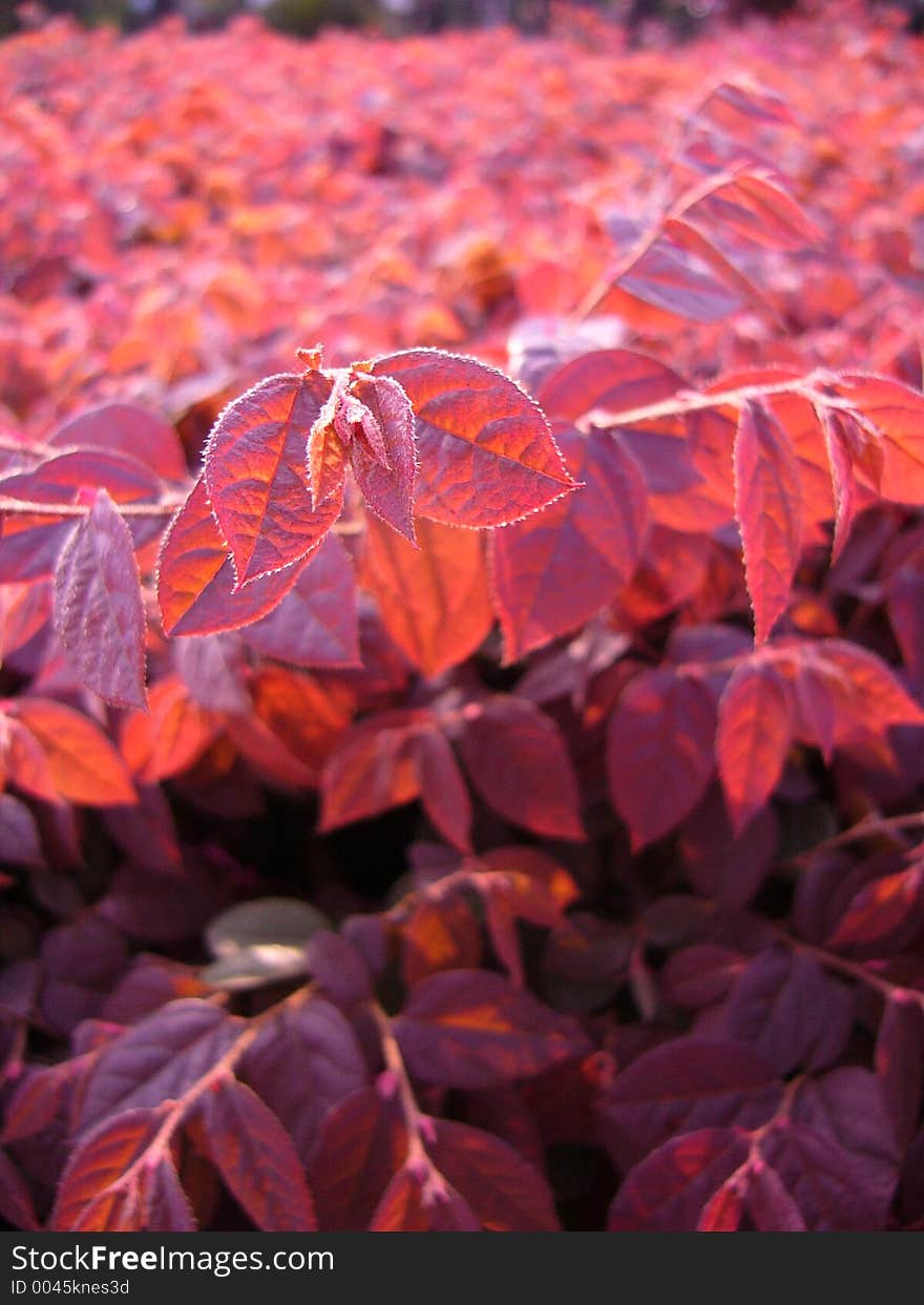 Red leaves in sunset,Central composition(Close-up,vetical)