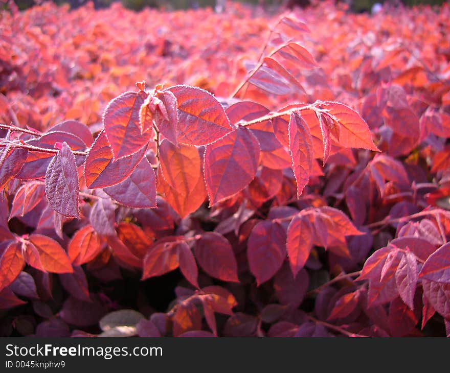 Red leaves in sunset