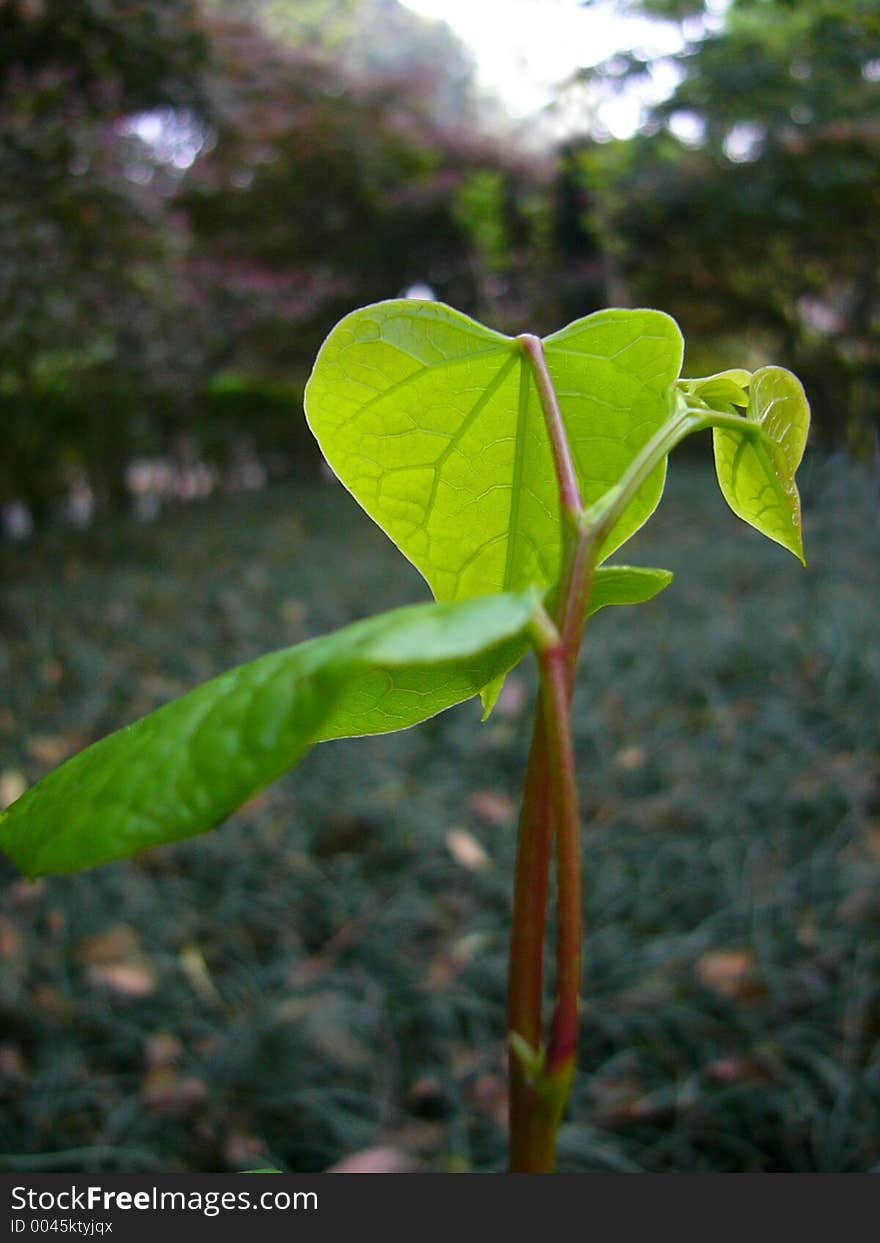 Chinese redbud (vertical)