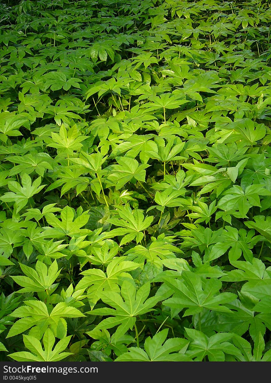 Green bush in the forest