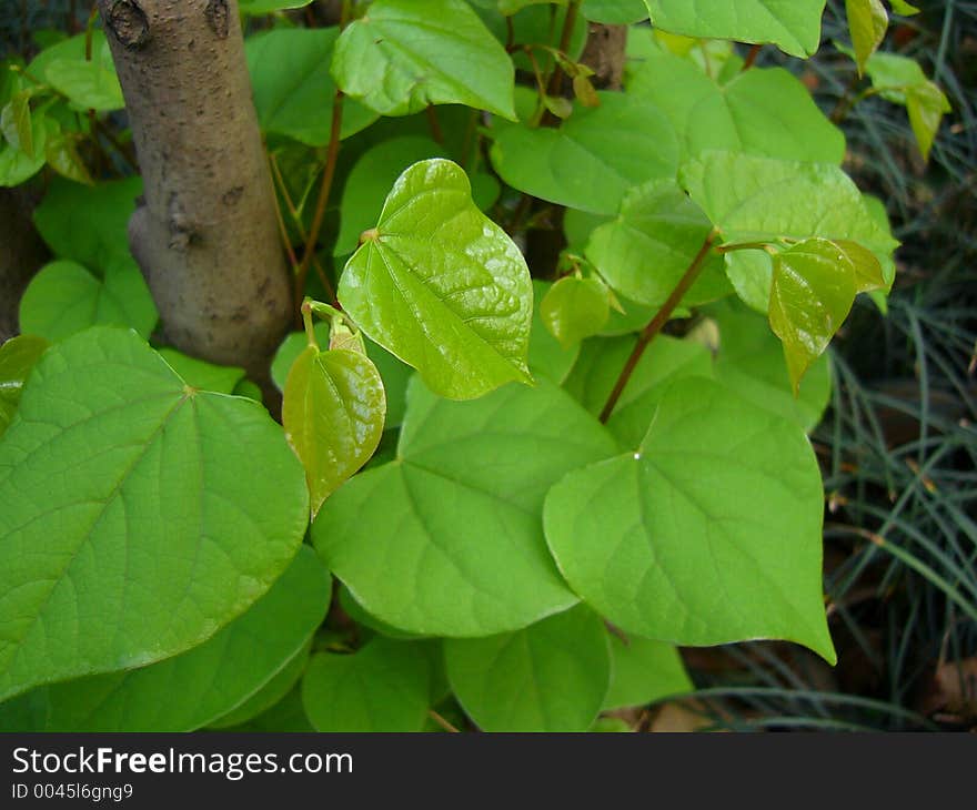 Chinese redbud