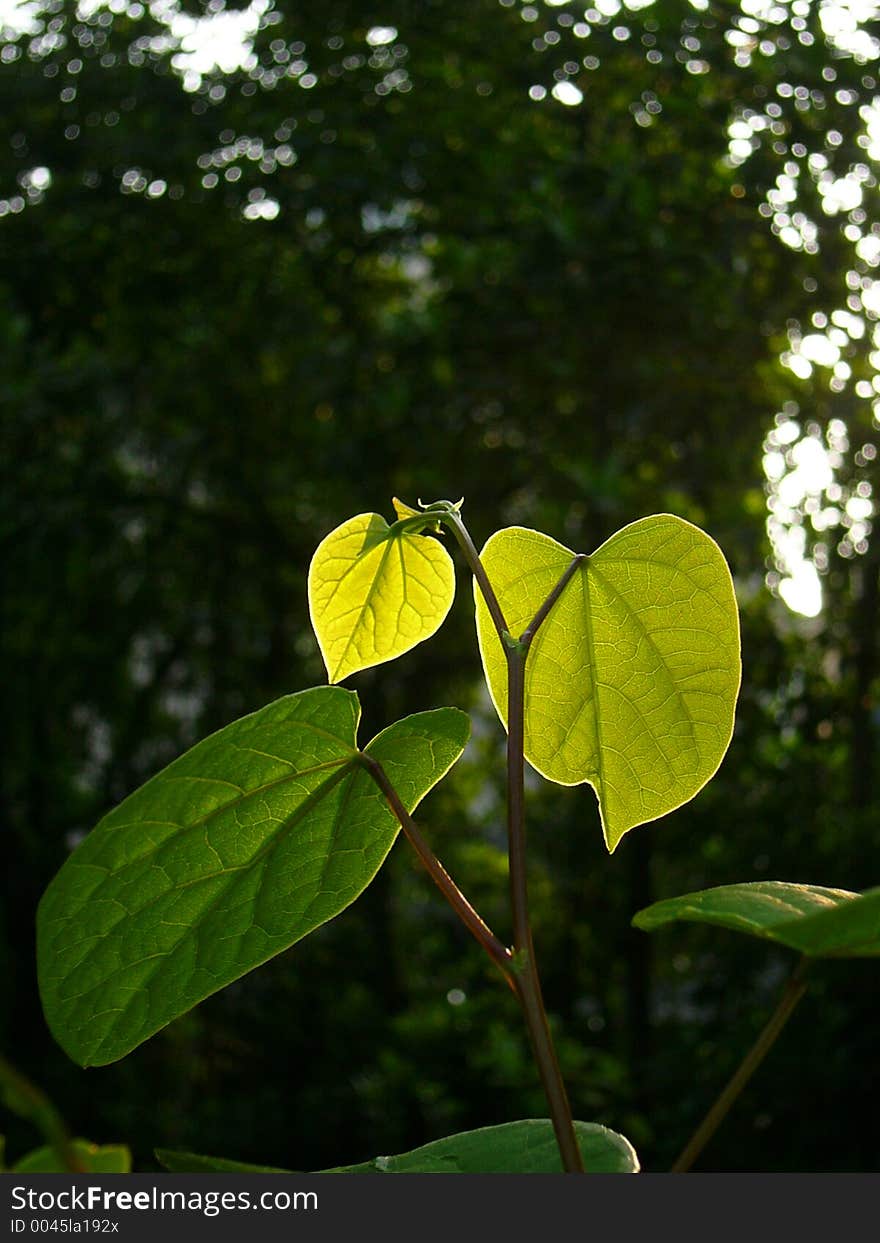 Chinese redbud black background(vetical)