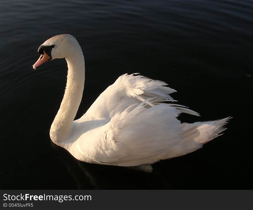 Swan 1