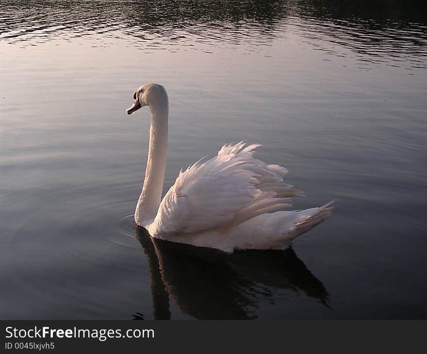 Swan 3