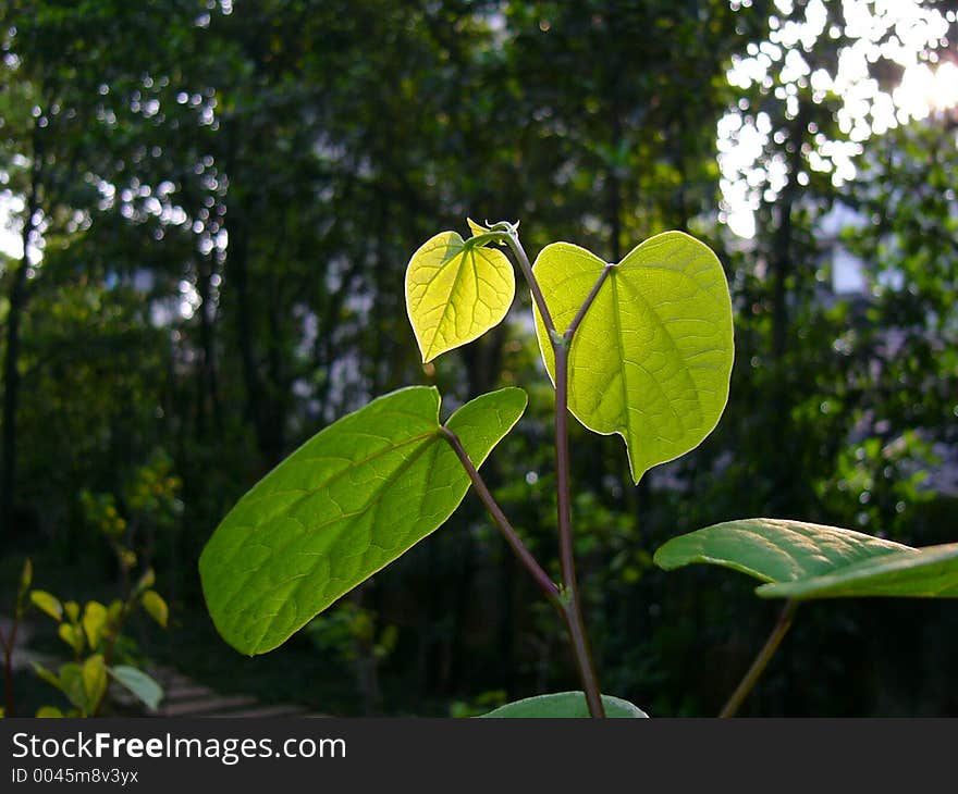 Chinese redbud (horizontal)