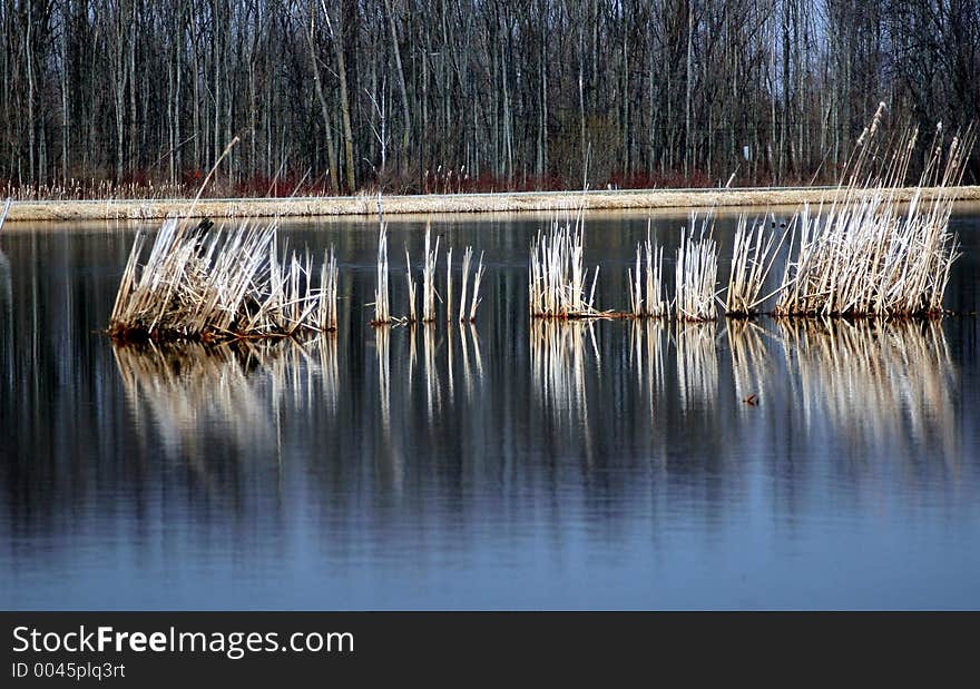 Marsh Land