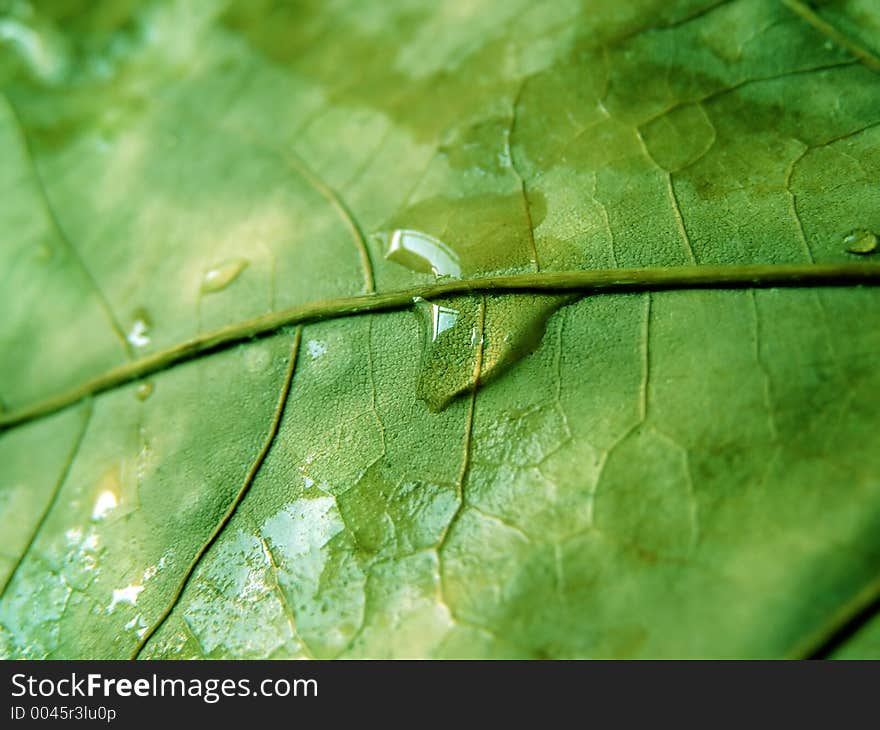 Water drops on a green leaf. Water drops on a green leaf