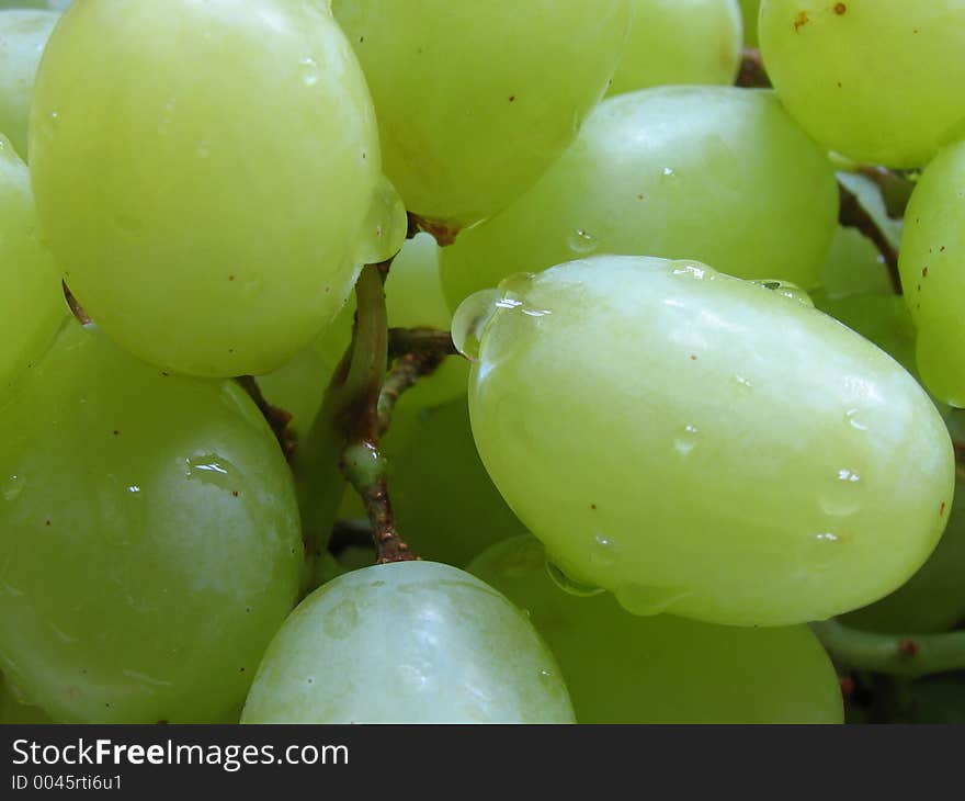 Frshly washed grapes with clear drops of water on them. Frshly washed grapes with clear drops of water on them.