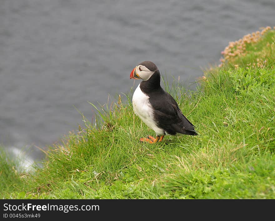 Puffin on cliff edge