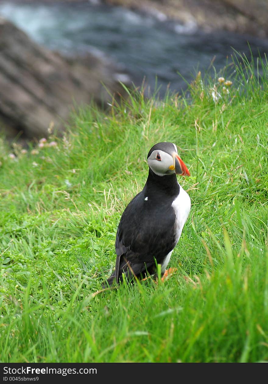 Puffin looking round with a querulous expression, as if to say 'Yes? What do you want?'. Puffin looking round with a querulous expression, as if to say 'Yes? What do you want?'