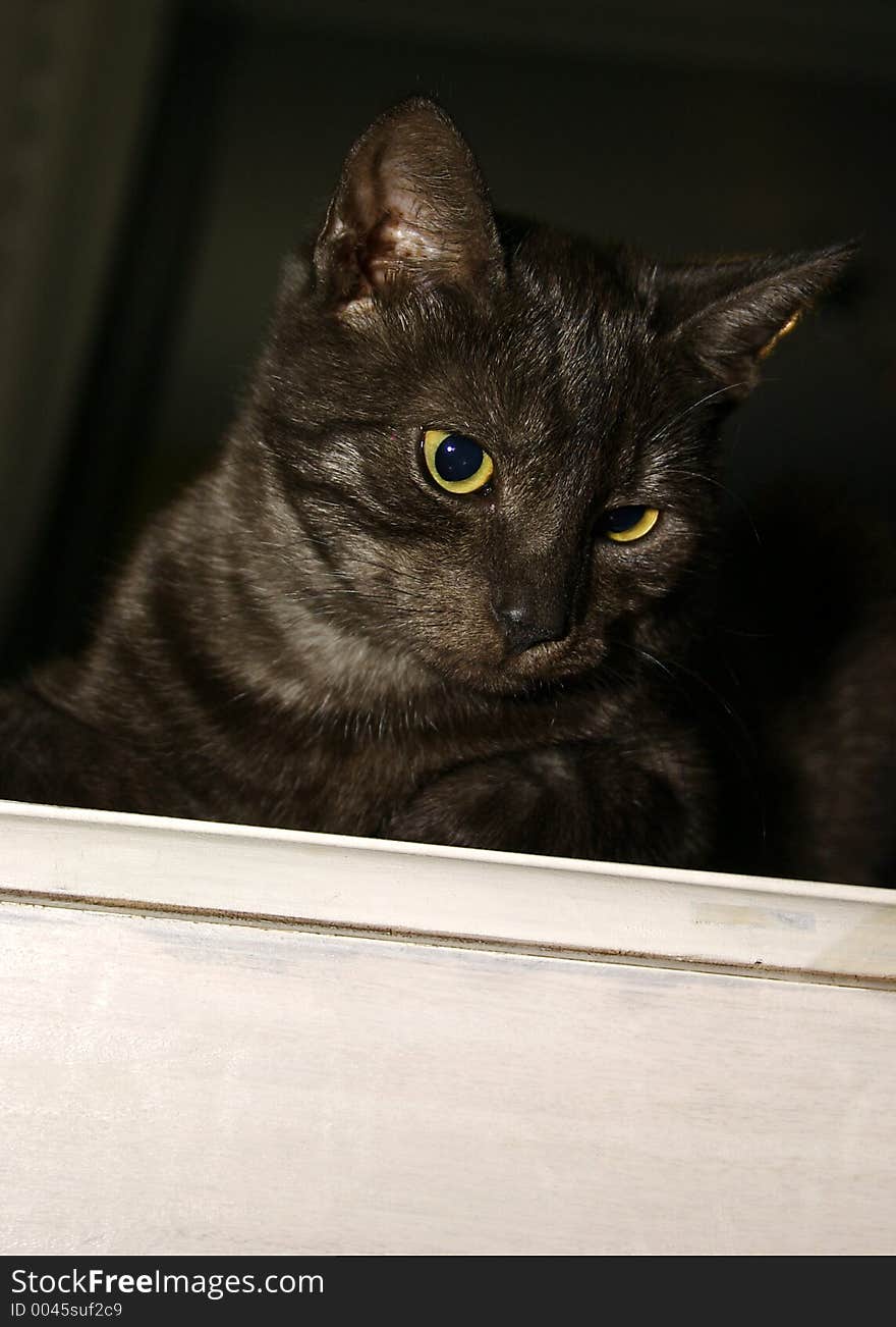 Black and grey cat with piercing yellow eyes. Black and grey cat with piercing yellow eyes