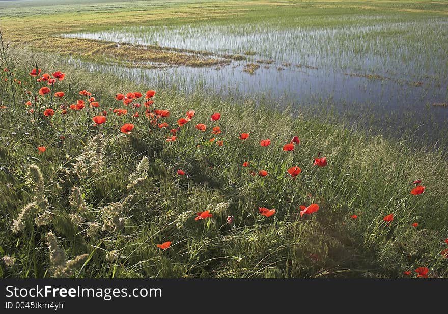 Poppies on the summer field