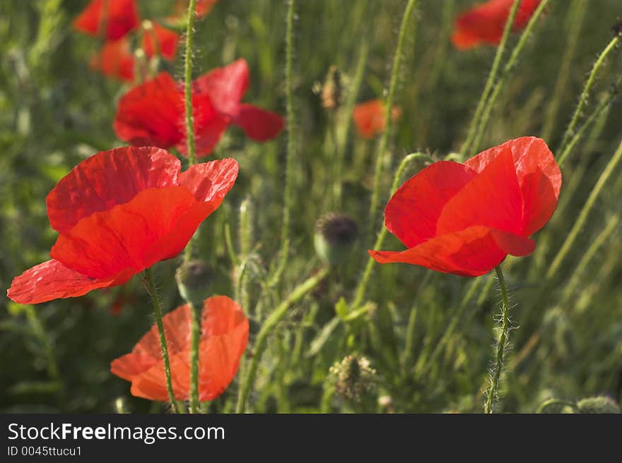 Poppies