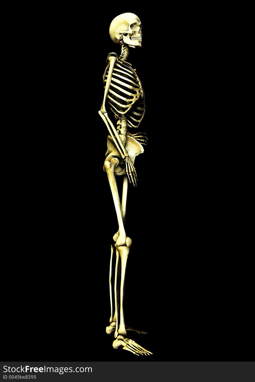 This is an skeleton in a standing pose. This is an skeleton in a standing pose.