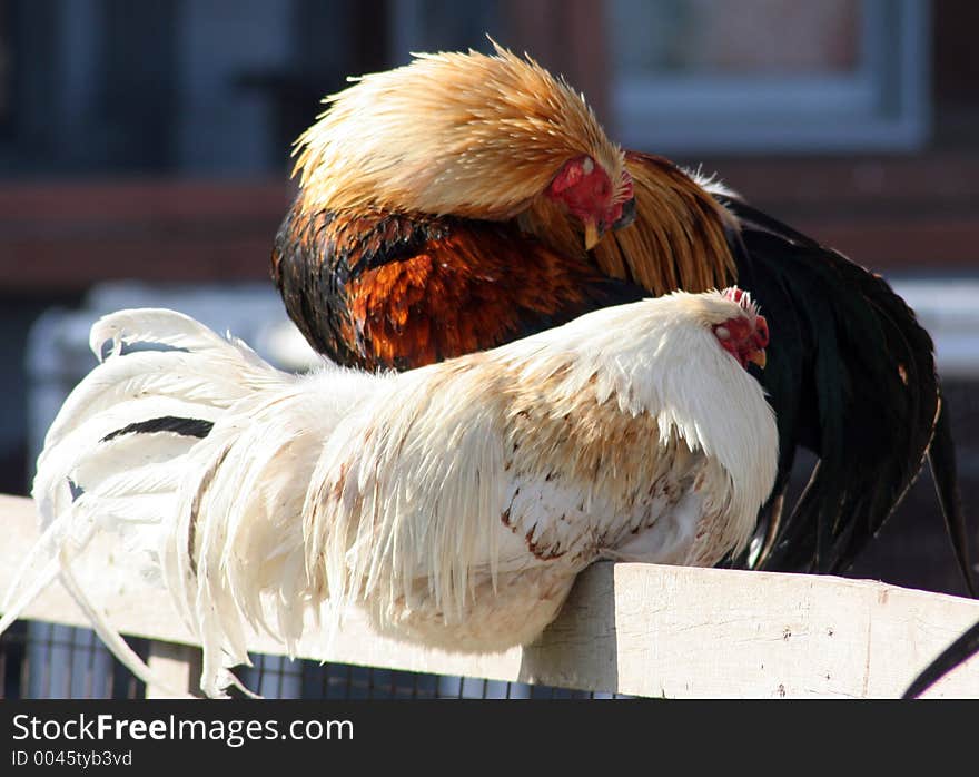 Rooster and hen sitting on a fence