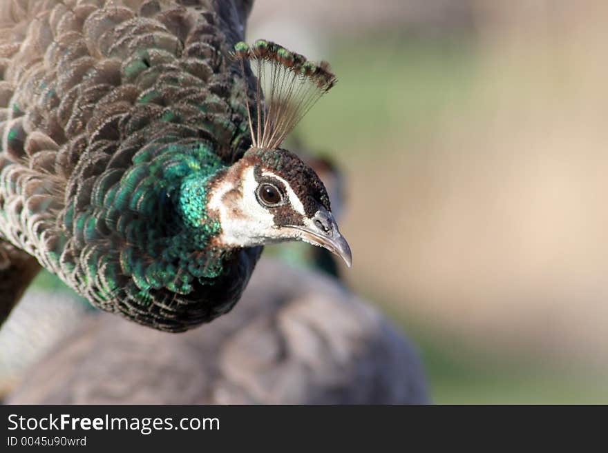 Peacock